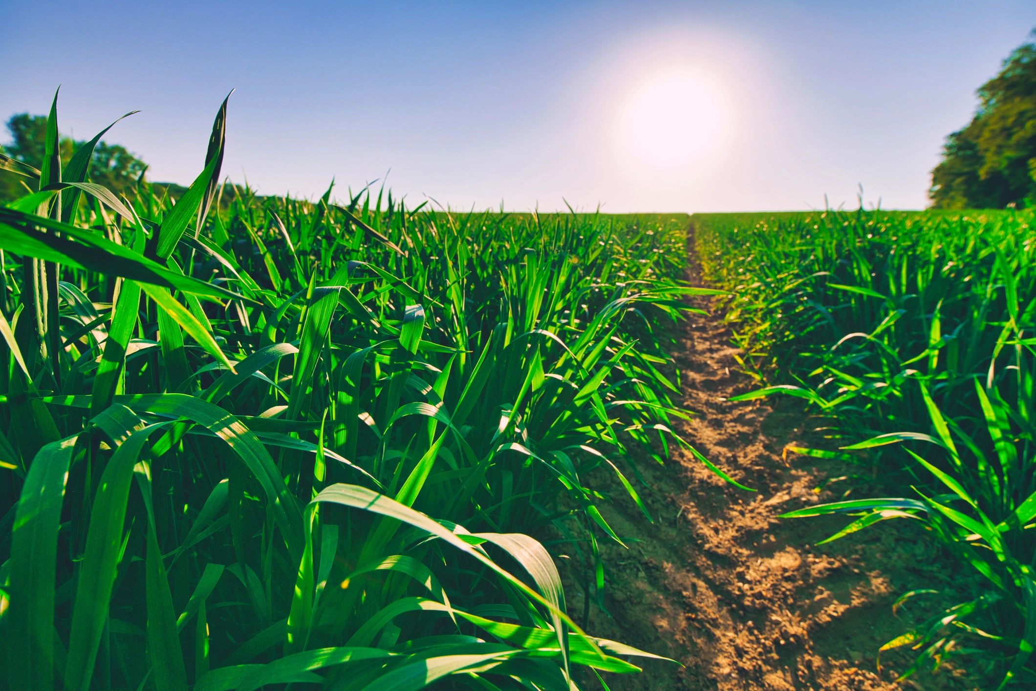 Sunlit wheat field representing agriculture career pathways