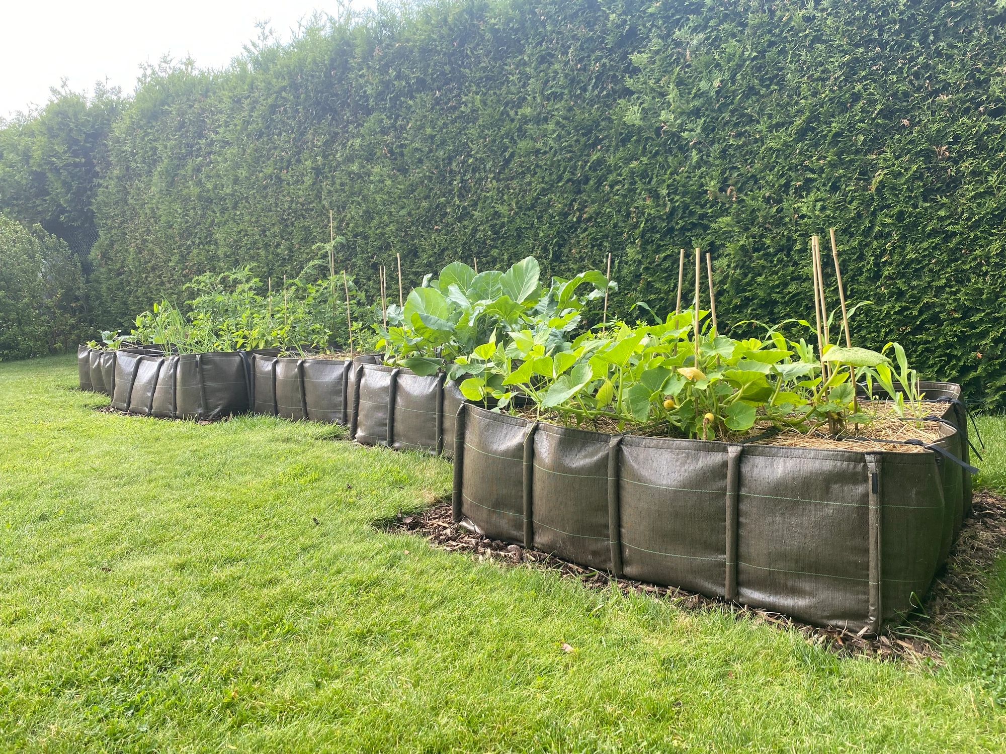Raised vegetable garden beds with healthy plants