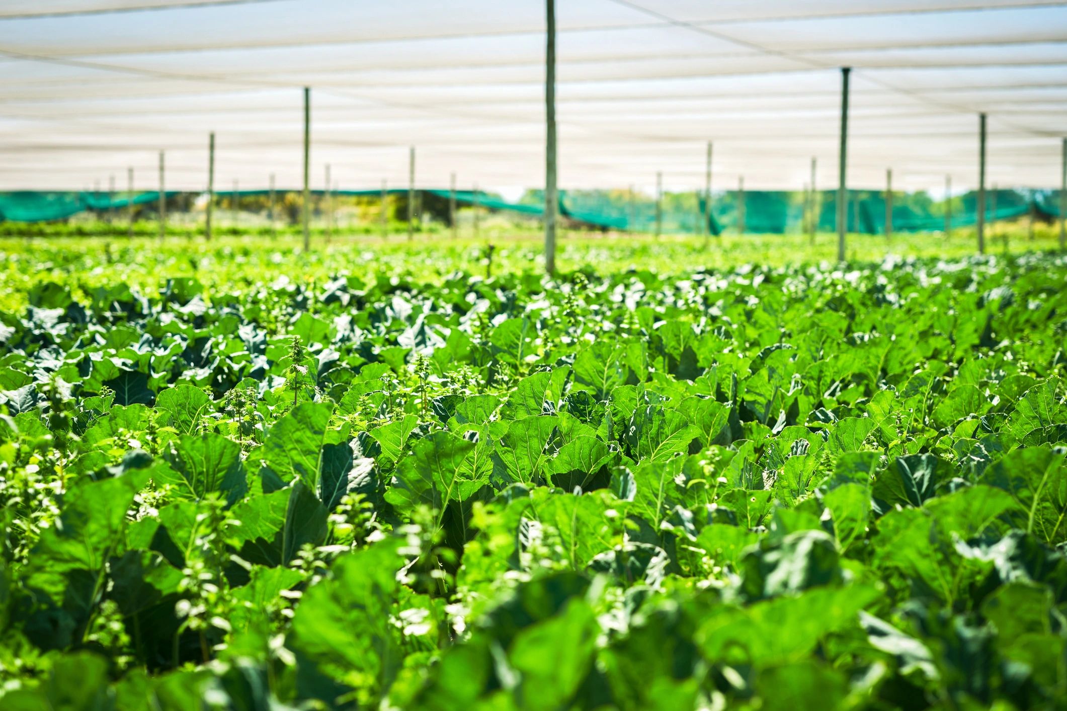 Close-up of spinach growing on a farm representing practical agriculture resources